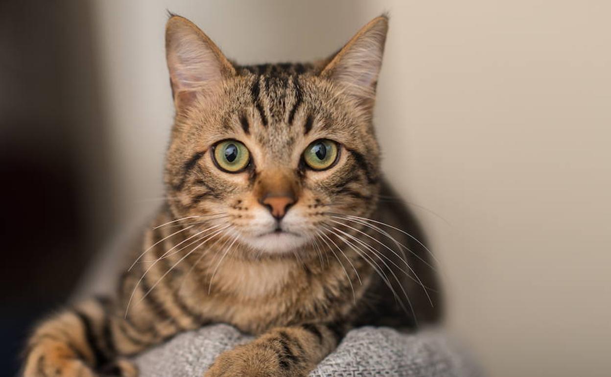 Enigma de los gatos El truco para evitar que tu gato se suba a la